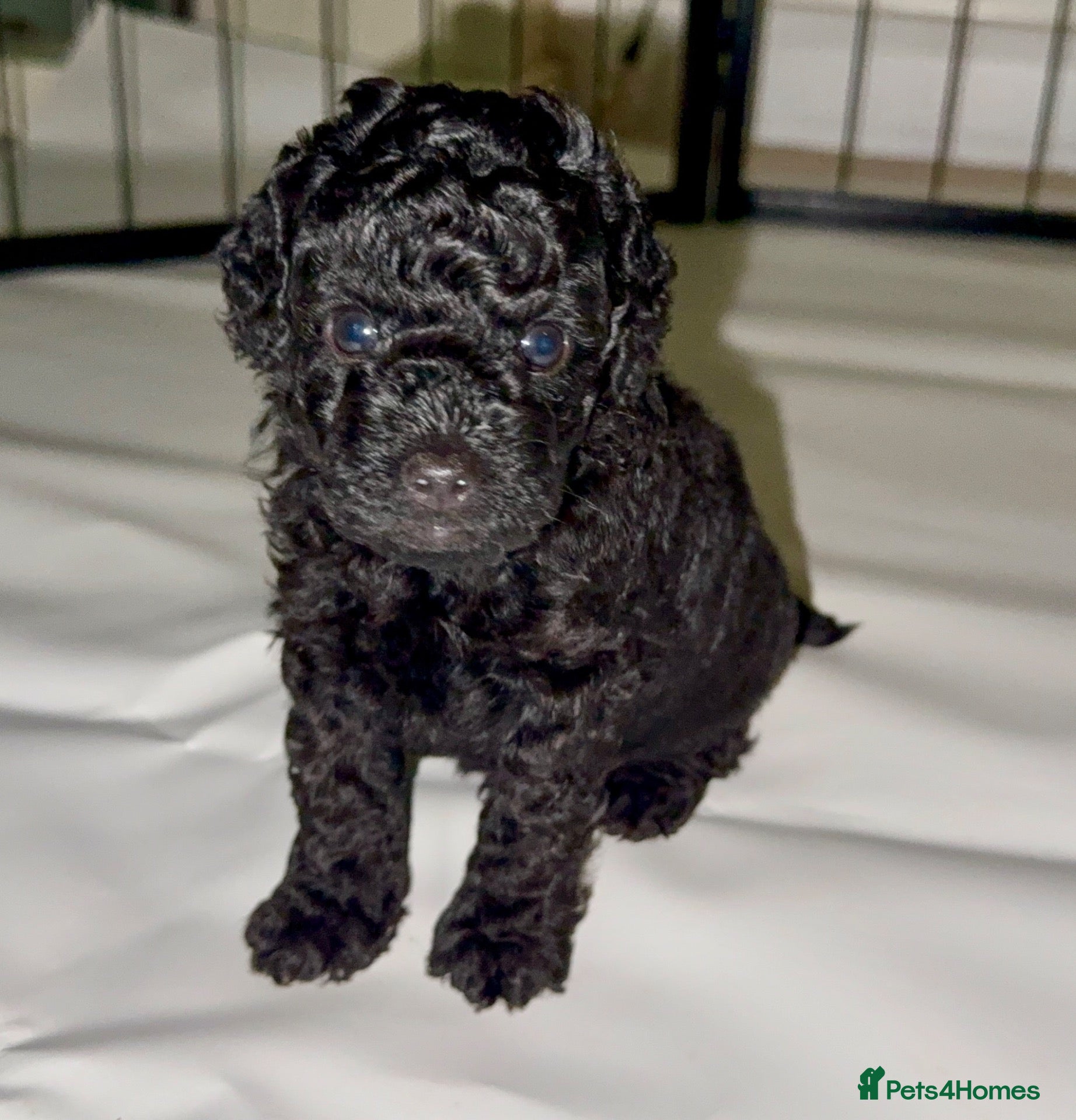 Toy Poodle dogs Tiny Purebred Toy Poodle,Gorgeous Fluffy TeddyBear - Advert 1