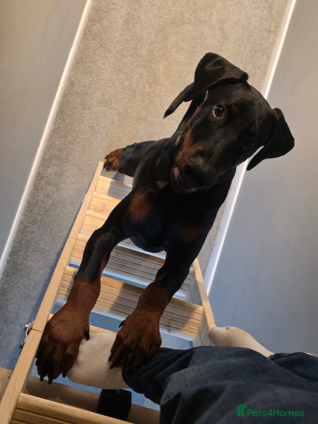 Dobermann dogs for sale: Male doberman in need of loving home - Advert 1