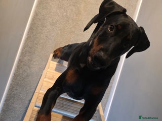 Dobermann dogs Male doberman in need of loving home - Advert 2