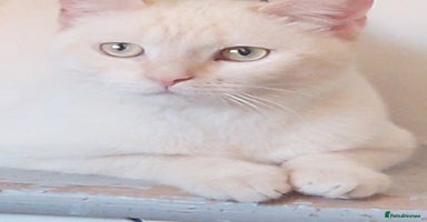 British Shorthair cats in Bromley - Advert 1