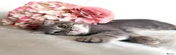 Mixed Breed cats for sale: 🐱 Adorable Kittens🐱 - Advert 5