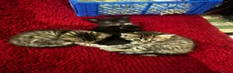Mixed Breed cats for sale: Beautiful kittens for sale  - Advert 6