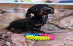 Miniature Dachshund dogs for sale: Quality mini dachshund dna clear - Advert 1