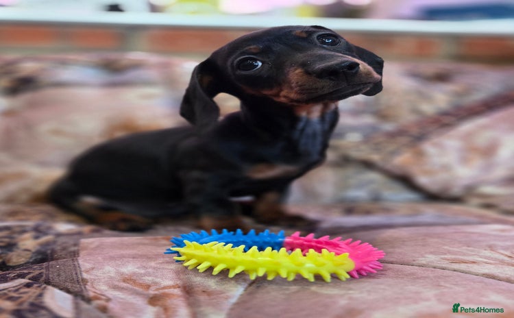 Miniature Dachshund dogs Quality mini dachshund dna clear - Advert 11