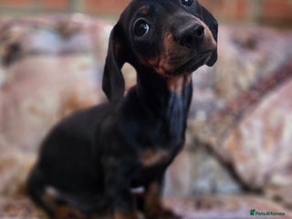 Miniature Dachshund dogs for sale: Quality mini dachshund dna clear - Advert 1