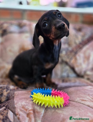 Miniature Dachshund dogs Quality mini dachshund dna clear - Advert 1