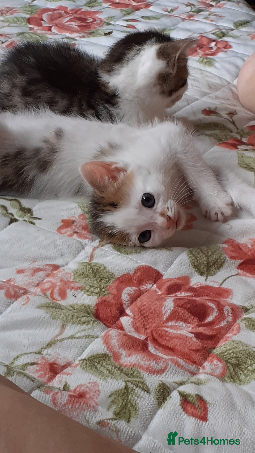 Domestic Shorthair cats for sale: Lovable kittens for homing - Image 4