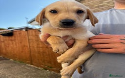 Labrador Retriever dogs for sale: Labrador Retriever puppies for sale - Image 9