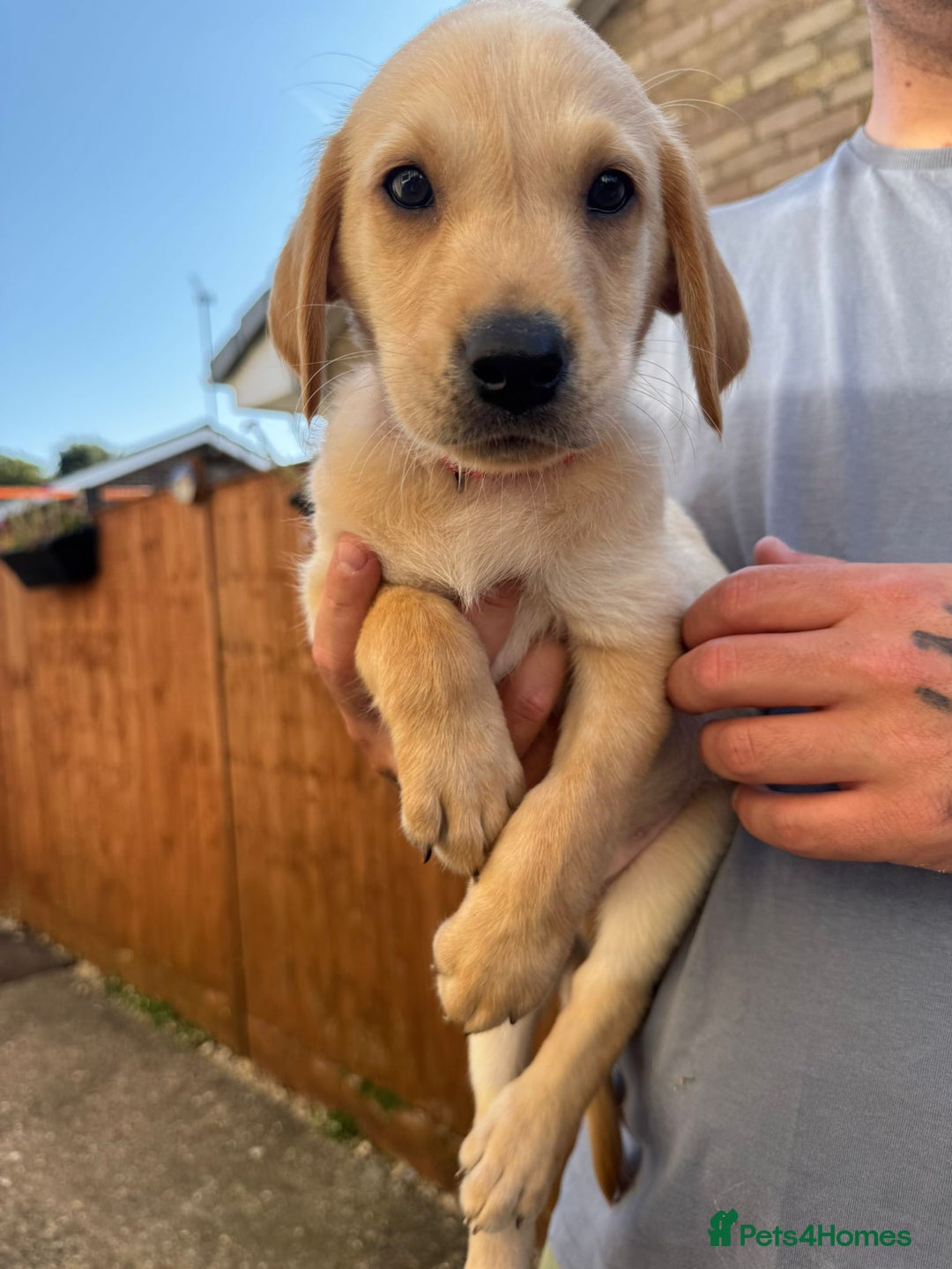 Labrador Retriever dogs for sale: Labrador Retriever puppies for sale - Image 9