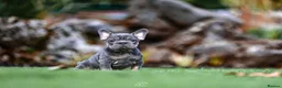 French Bulldog dogs for sale: 4 FRENCH BULLDOG GIRLS AVAILABLE  - Advert 1
