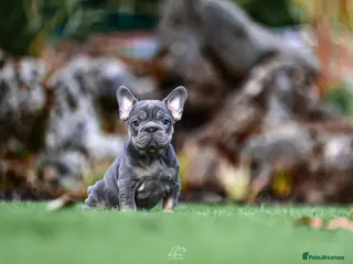 French Bulldog dogs 4 FRENCH BULLDOG GIRLS AVAILABLE - Advert 1