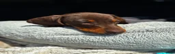 Miniature Dachshund dogs for sale: 1 kennel club miniature dachshund boy ready now in Maidstone - Advert 6