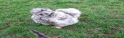 Chickens poultry for sale: Showgirl silkie chicks day old - Advert 13