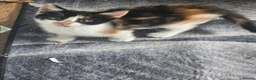 Mixed Breed cats for sale: Kittens  - Advert 4