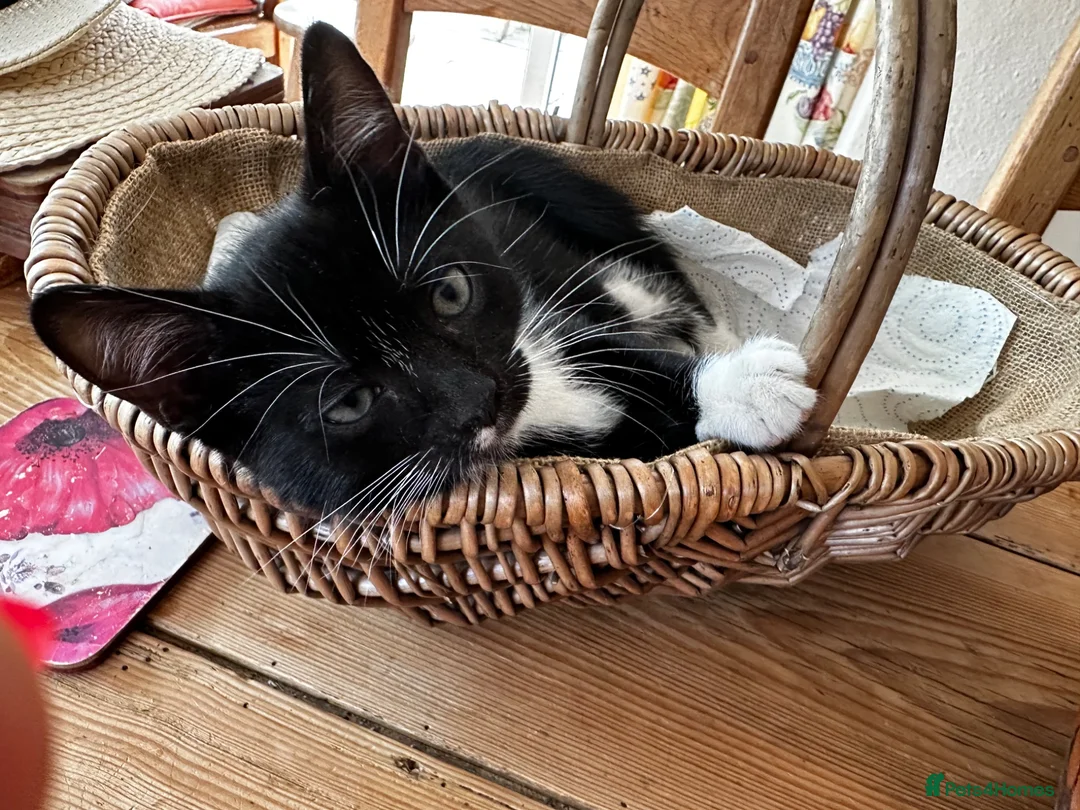 Mixed Breed cats for sale: Kittens jointly raised by our little dog  - Advert 2
