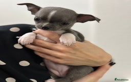Chihuahua dogs for sale: Pure bred Chihuahua puppies - Image 8
