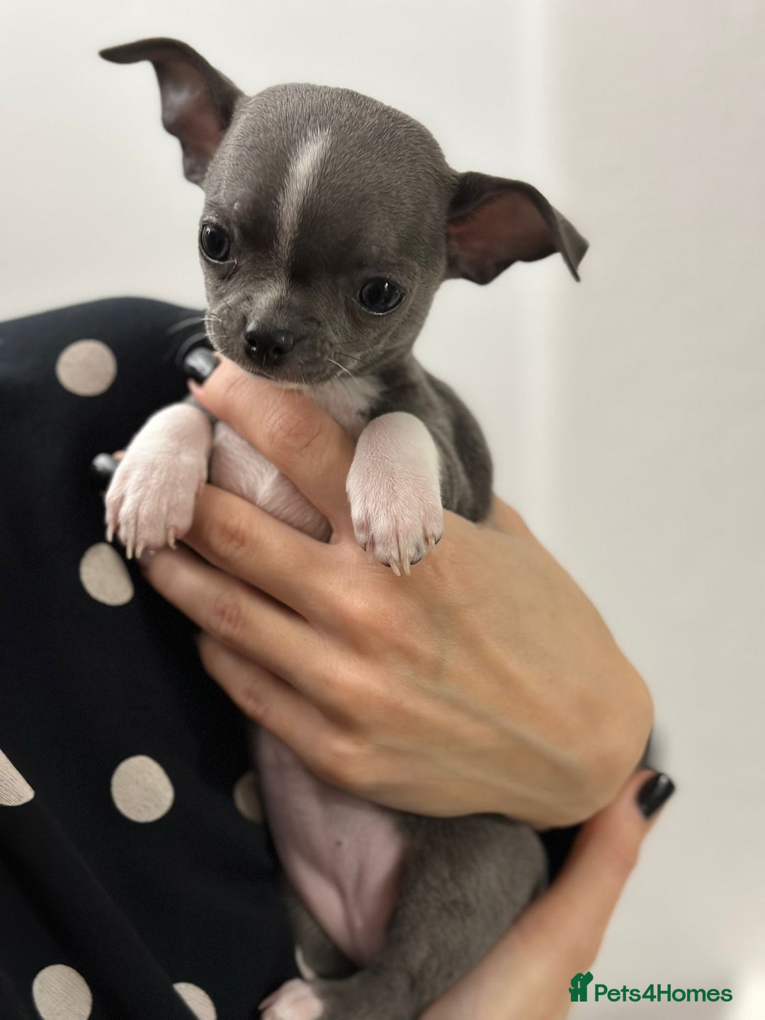 Chihuahua dogs for sale: Pure bred Chihuahua puppies - Image 8