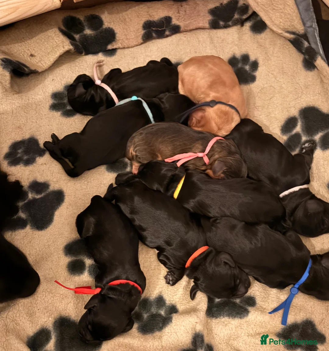 Cocker Spaniel dogs for sale: Beautiful litter of 9 cocker spaniel puppies 🥰 - Advert 1