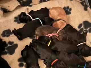 Cocker Spaniel dogs Beautiful litter of 9 cocker spaniel puppies 🥰 - Advert 1