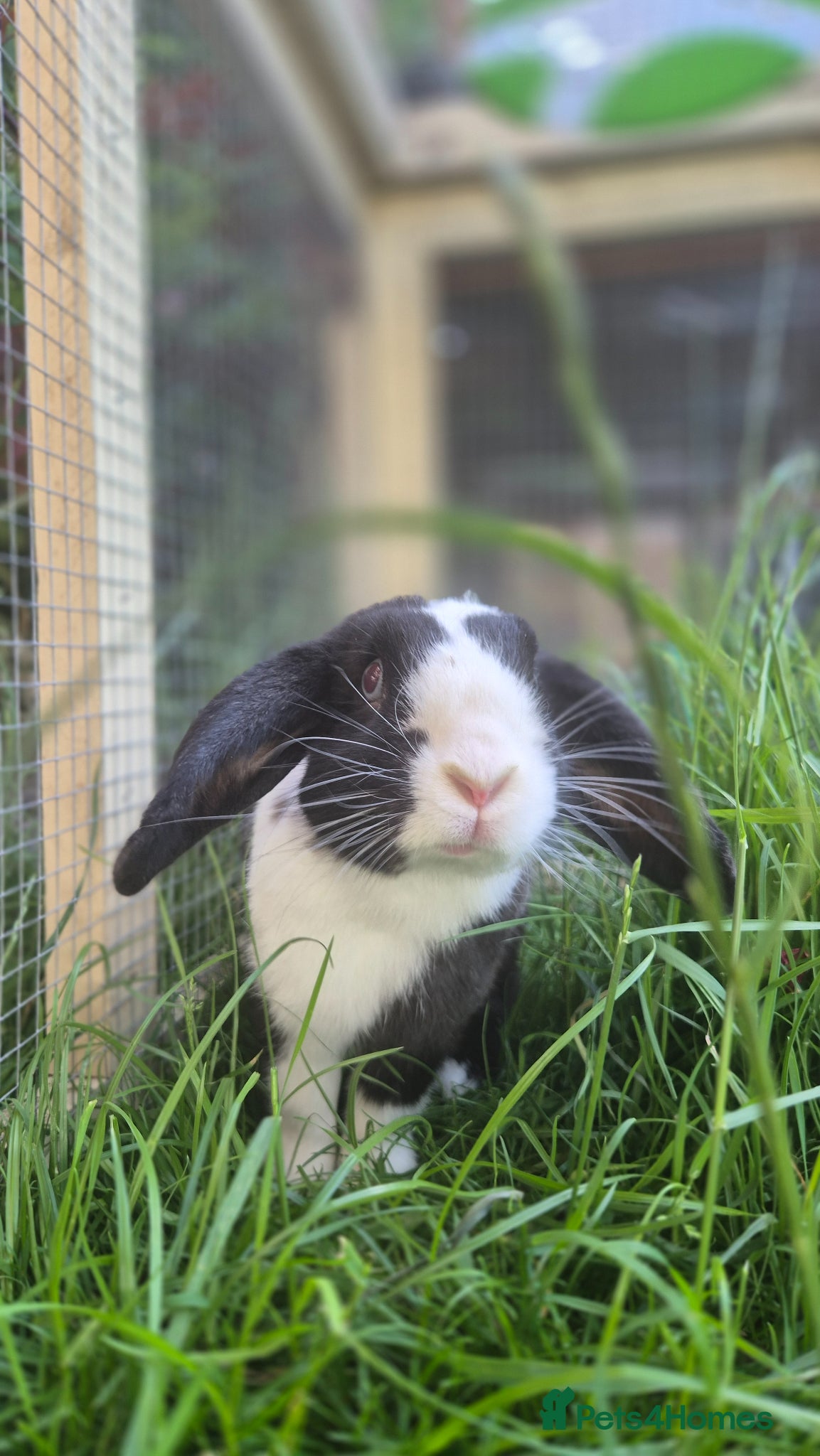Dwarf Lop rabbits Hops, male neutered and vaccinated  - Advert 8