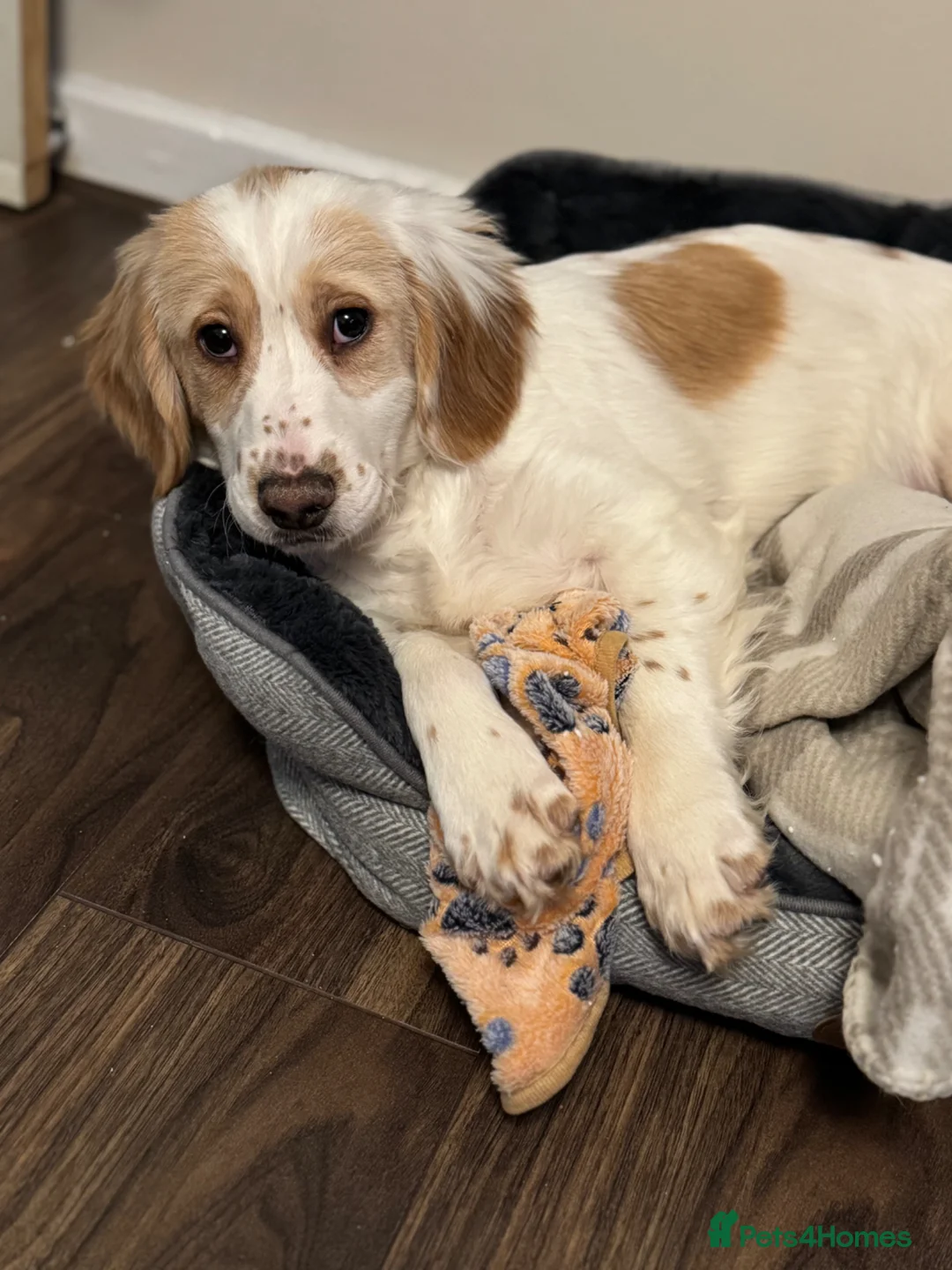 Cocker Spaniel dogs for sale: 7 month old Cocker Spaniel  - Advert 2