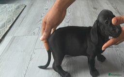 Miniature Dachshund dogs for sale: Last girl ready to go. Beautiful mini dachshund. in Coalville - Image 7