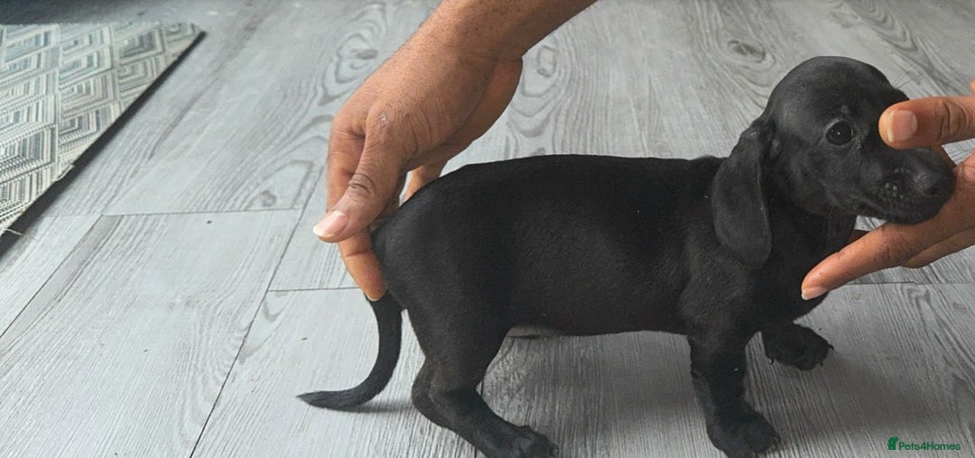 Miniature Dachshund dogs for sale: Last girl ready to go. Beautiful mini dachshund. in Coalville - Image 7