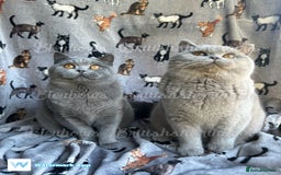 British Shorthair cats for sale: Gccf Bsh Lilac Babies - Image 9