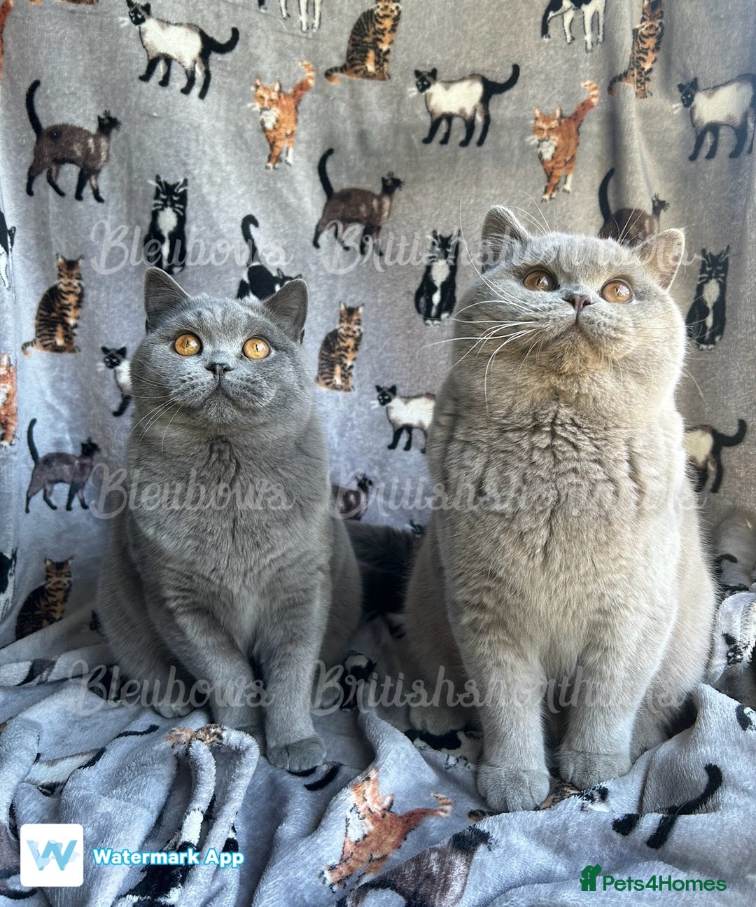 British Shorthair cats for sale: Gccf Bsh Lilac Babies - Image 9