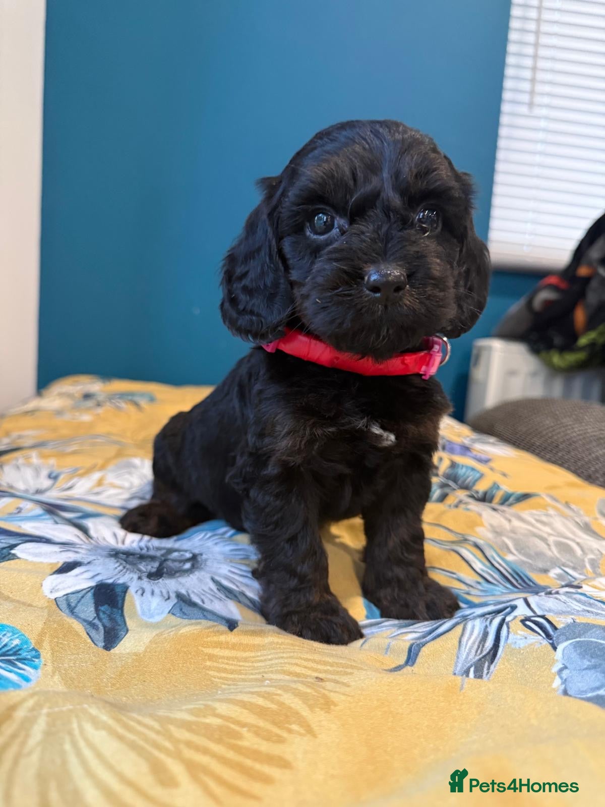 Cockapoo dogs Gorgeous F1 puppies for sale - Advert 1