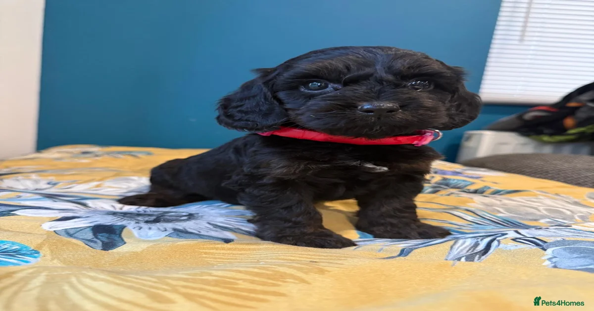 Black and tan miniature Cockapoo Puppies for sale | Pets4Homes