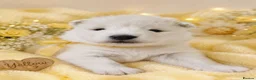 Samoyed dogs for sale: Baby coming  - Advert 4