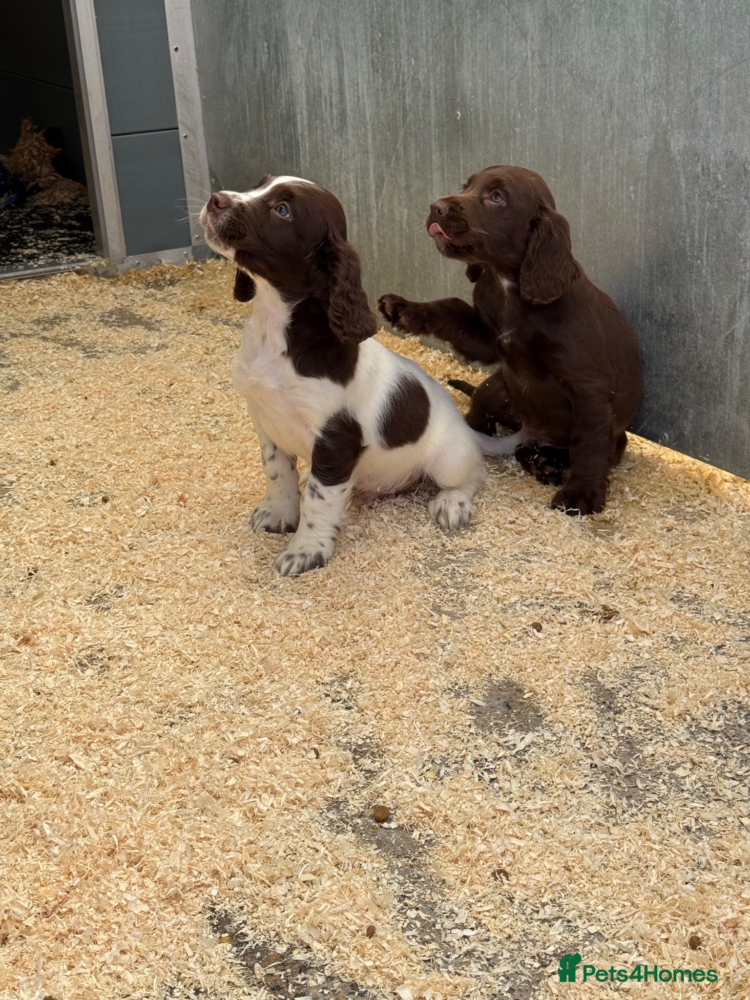 Cocker Spaniel dogs Cocker Spaniel Puppies  - Advert 2