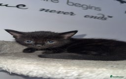 Mixed Breed cats for sale: FiveFemale Kittens Looking for Their ForeverHomes! - Advert 5