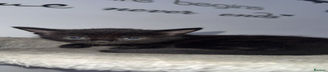 black with blue eyes Kitten 3