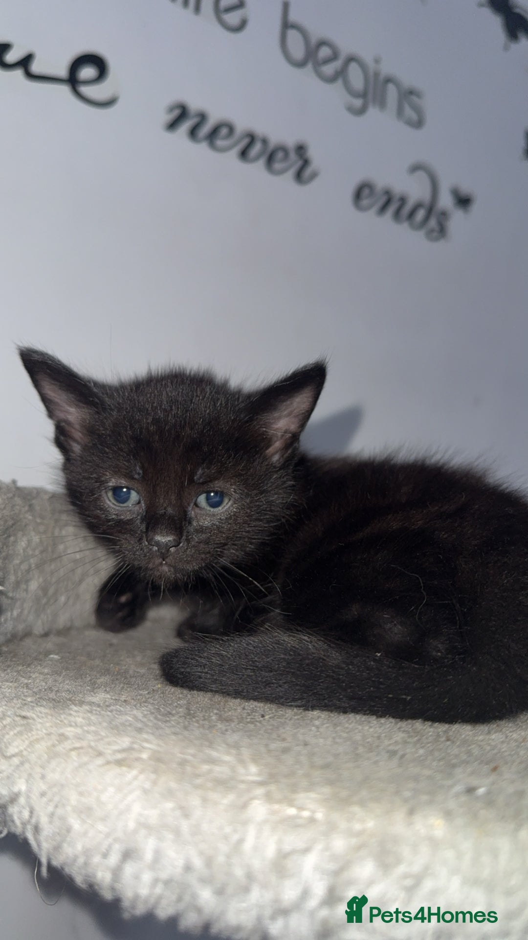 Mixed Breed cats for sale: FiveFemale Kittens Looking for Their ForeverHomes! - Advert 5