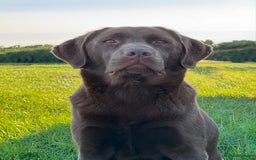 Labrador Retriever dogs for sale: Kennel Club Reg Chocolate Labrador puppies  - Image 17