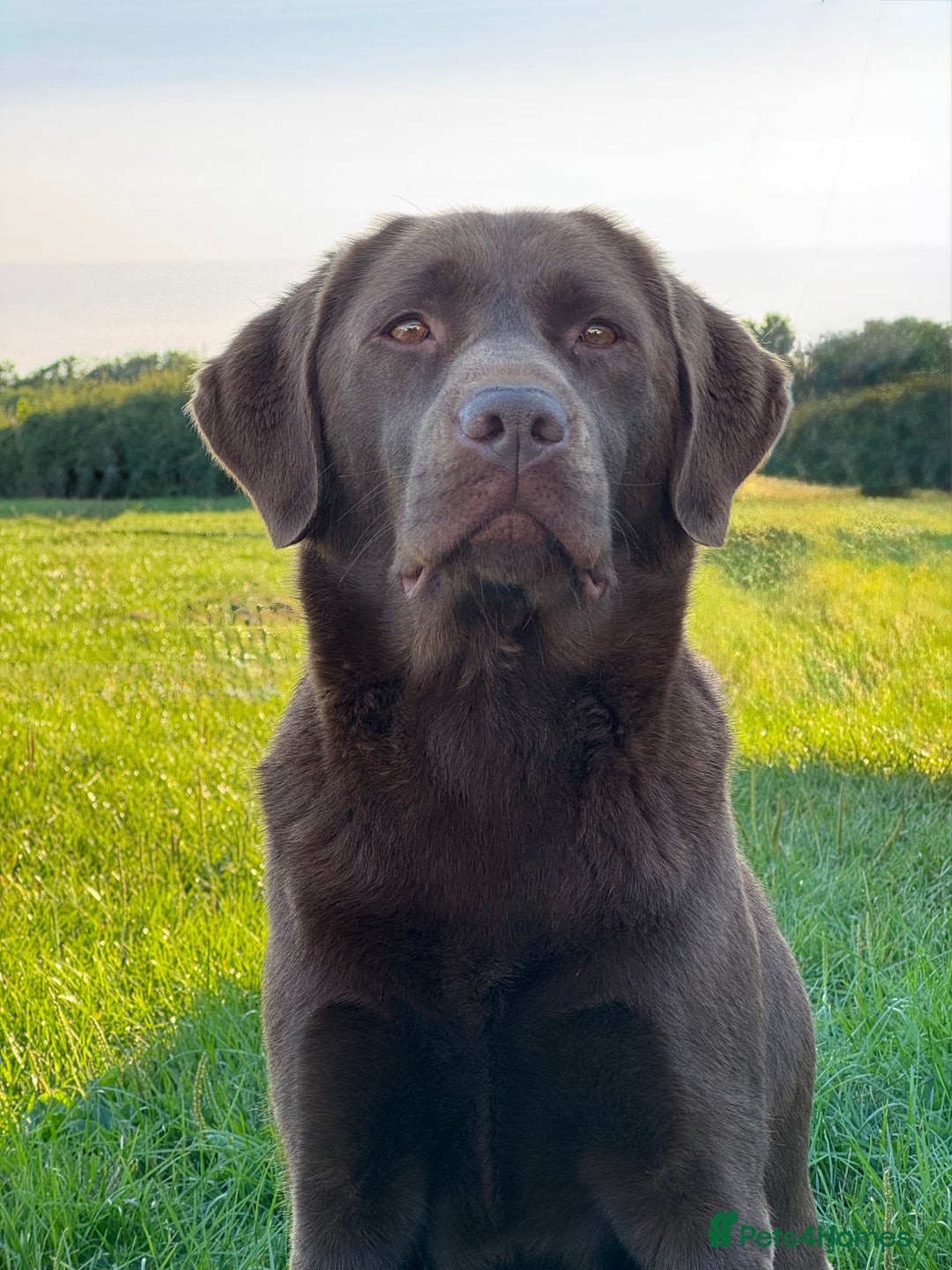 Labrador Retriever dogs for sale: Kennel Club Reg Chocolate Labrador puppies  - Image 17