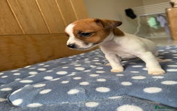 Jack Russell dogs for sale: Minature Jack Russell pups - Image 6