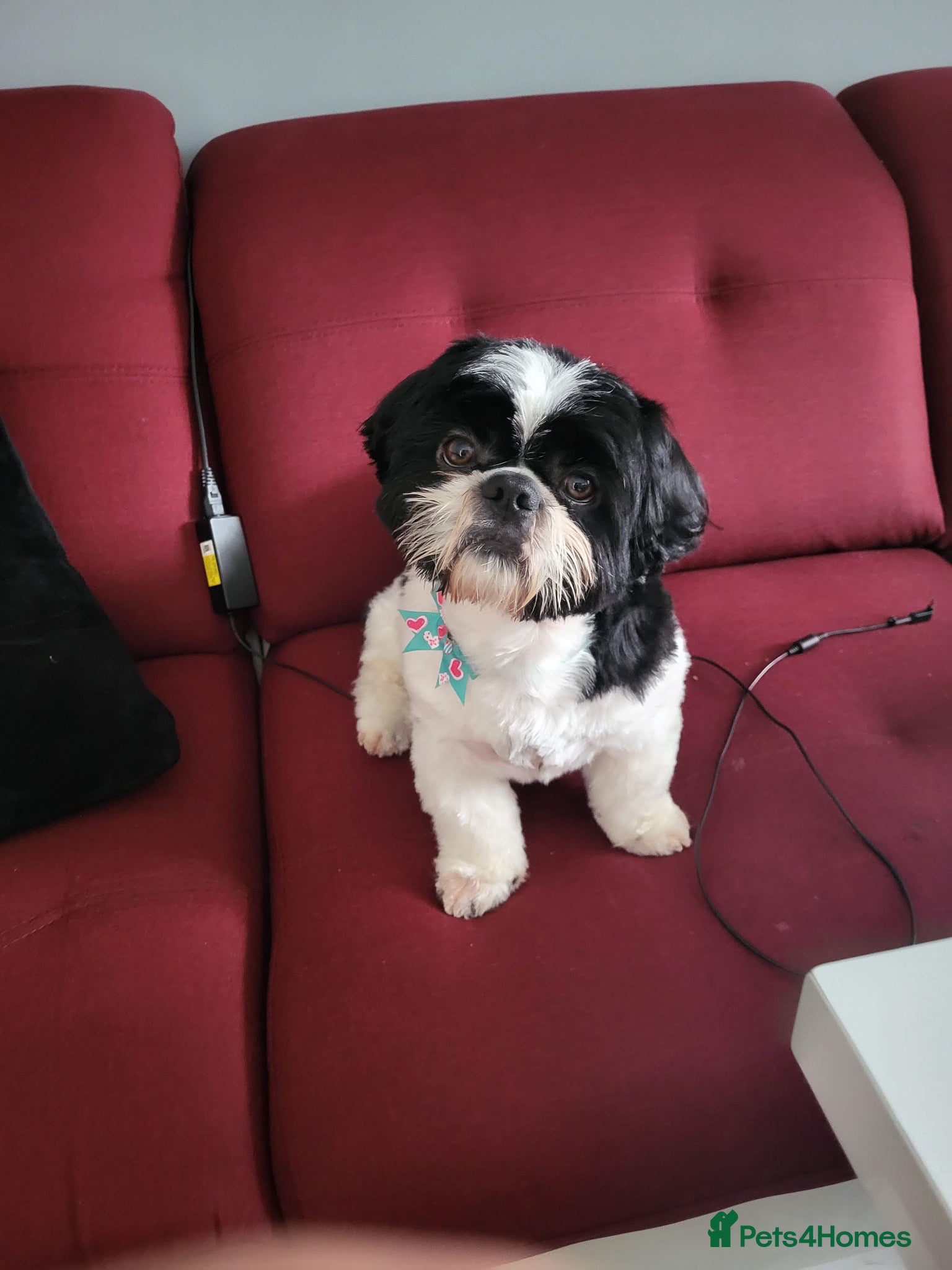 Shih Tzu dogs For stud only - Advert 6