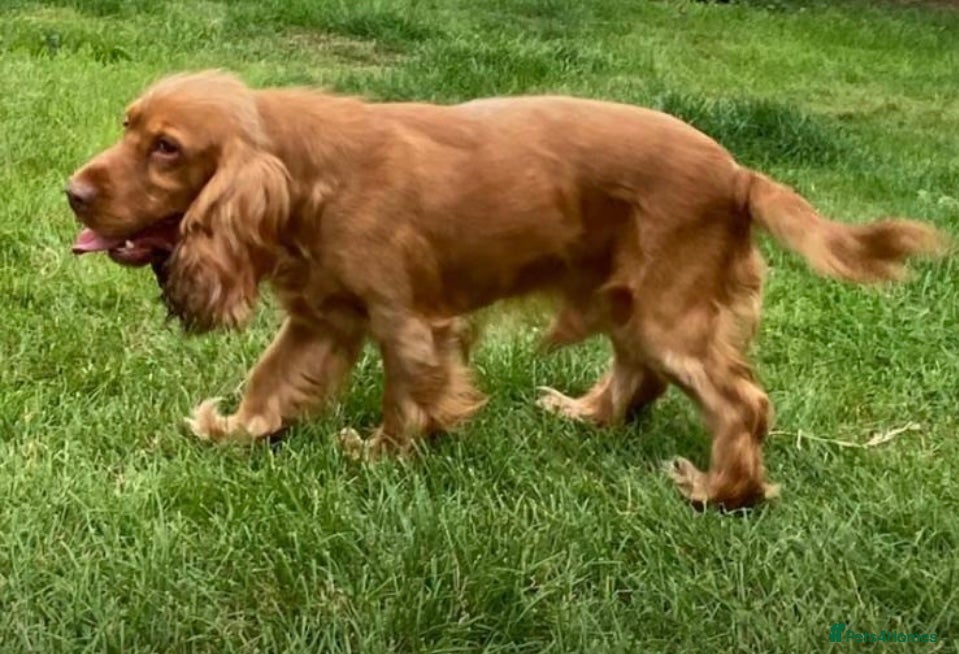 Cocker Spaniel dogs Stunning cocker spaniel stud dog  - Advert 22