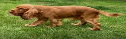 Cocker Spaniel dogs for stud: Stunning cocker spaniel stud dog  - Advert 1