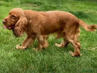 Cocker Spaniel dogs Stunning cocker spaniel stud dog - Advert 4