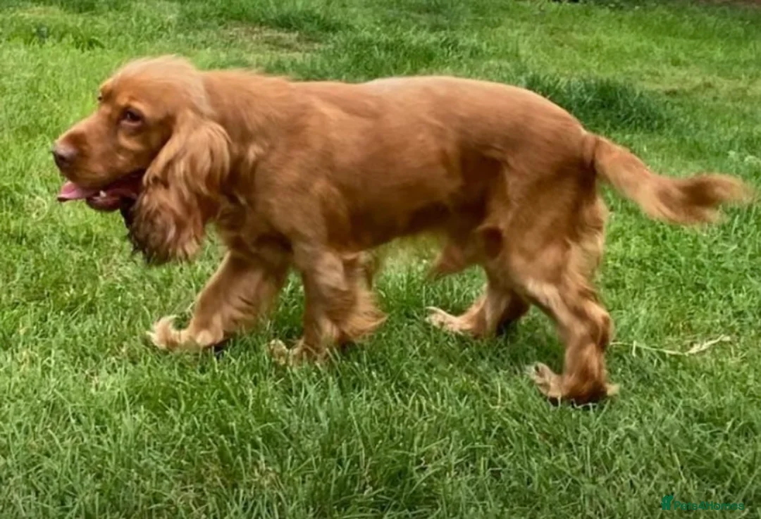 Cocker Spaniel dogs for stud: Stunning cocker spaniel stud dog  - Advert 1