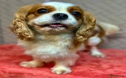 Cavalier King Charles Spaniel dogs for adoption: Lady’s Miracle: From Misery to Love - Image 3
