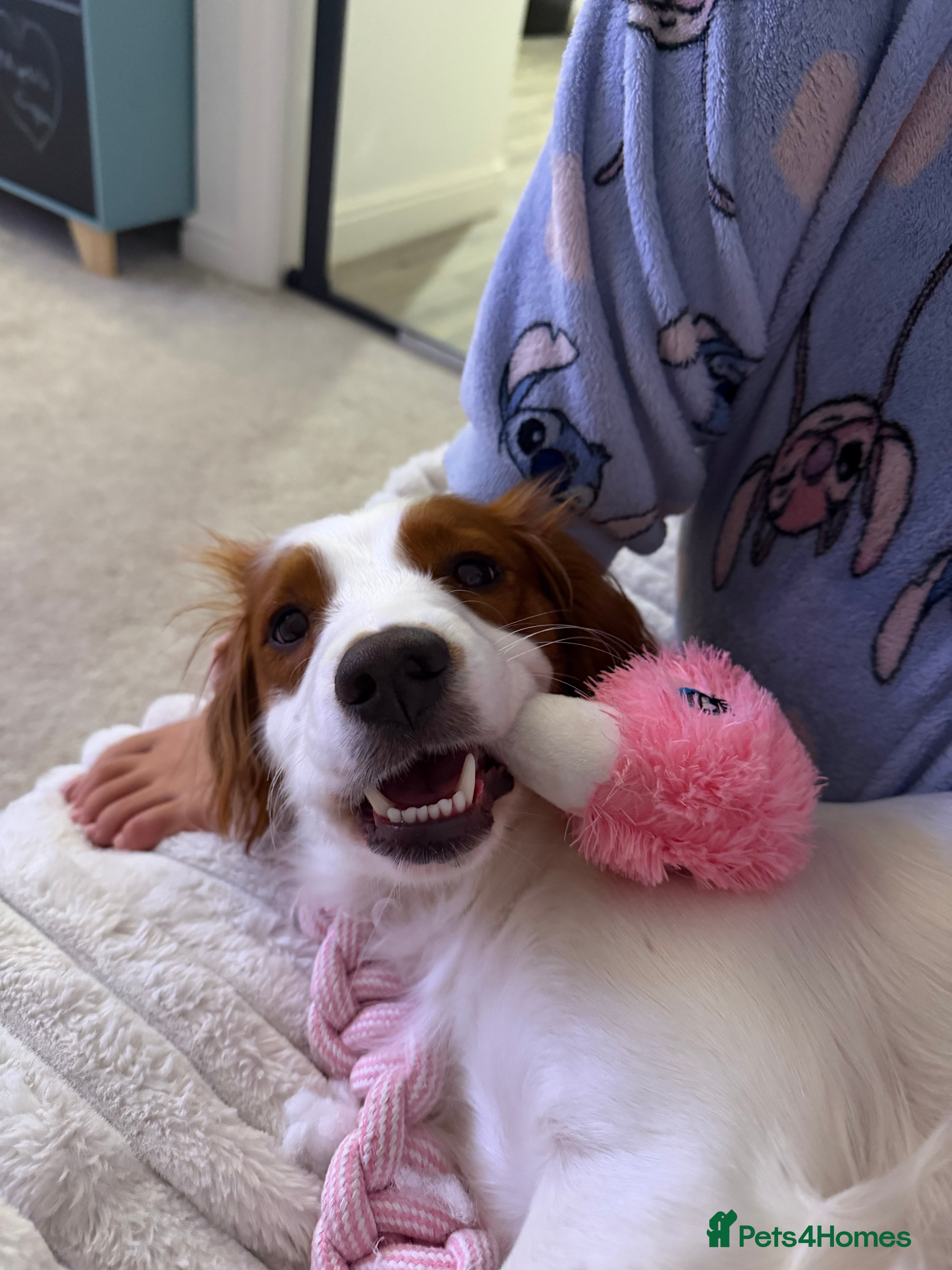 Cocker Spaniel dogs 1 year old cocker spaniel girl - Advert 3