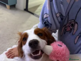 Cocker Spaniel dogs 1 year old cocker spaniel girl - Advert 1