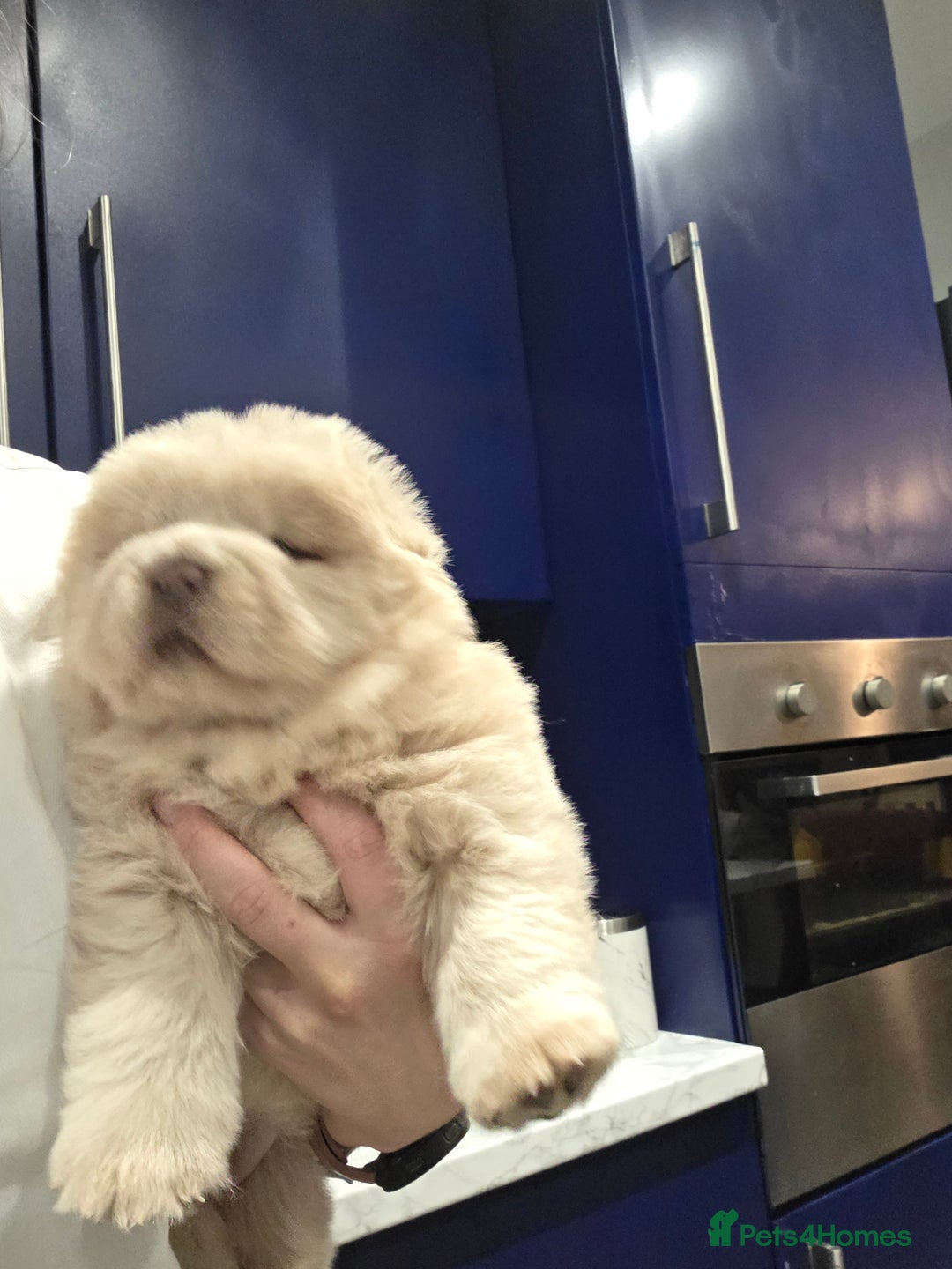 Chow Chow dogs for sale: 7 beautiful chow chow  - Advert 8