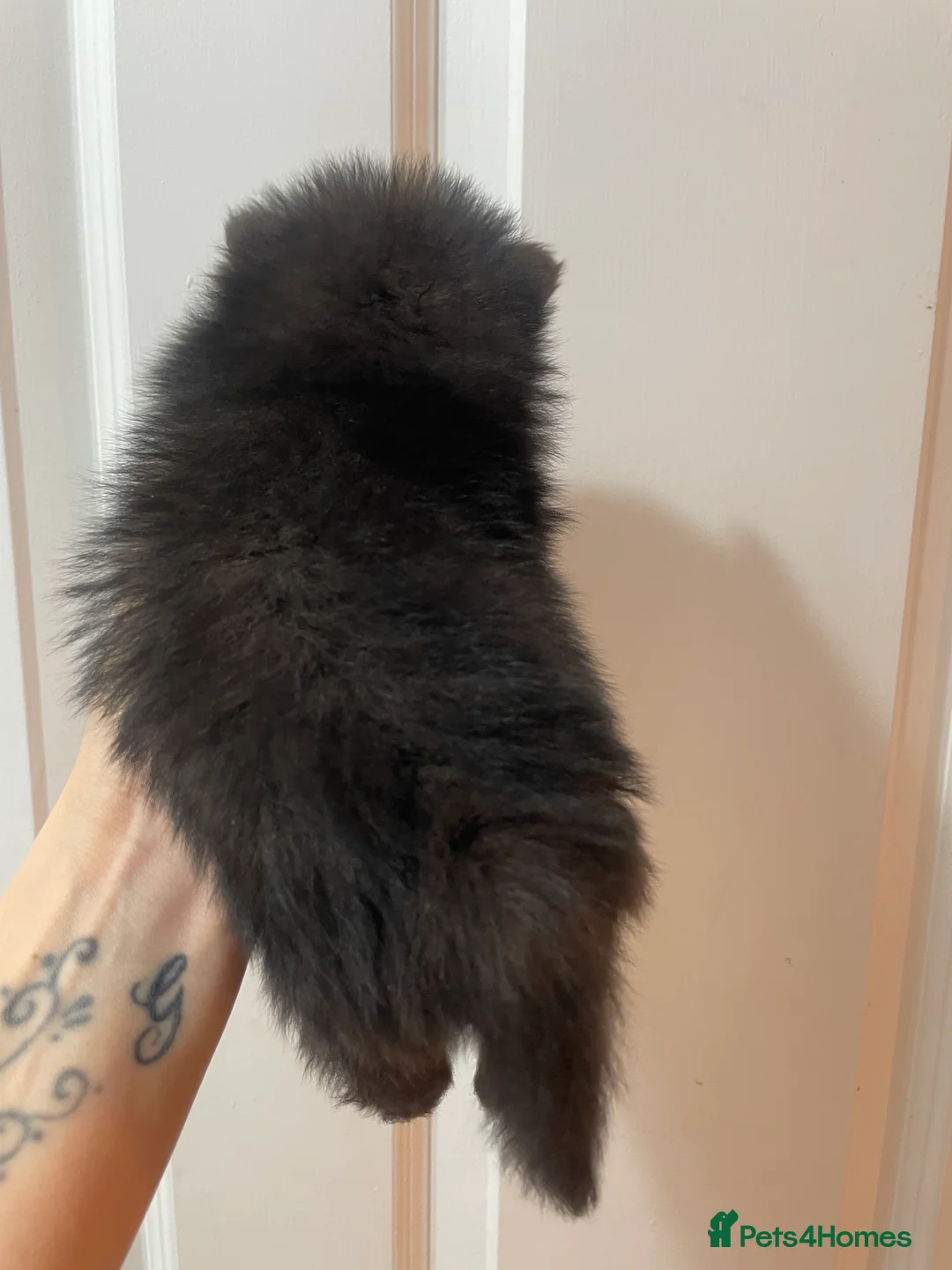 Pomeranian dogs for sale: Beautiful Pomeranian Puppies - Advert 10