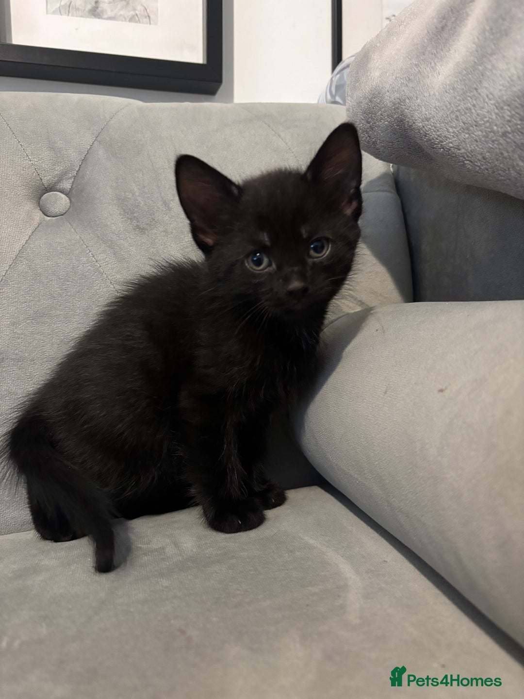 British Shorthair cats for sale: Kittens for sale  - Advert 6